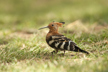 Hoopoe on the Grass