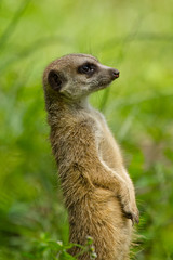 Fototapeta premium Erdmännchen (Suricata suricatta)