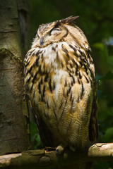 Uhu (Bubo bubo)