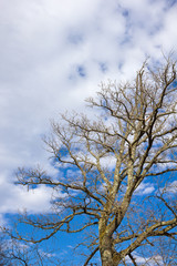Empty oak tree against blue sky and clouds
