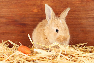 Fluffy foxy rabbit in a haystack with carrot