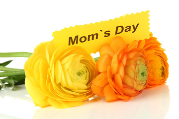 Ranunculus (persian buttercups) for mothers day, isolated