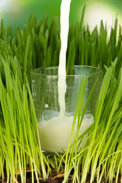 Pouring milk into glass standing on grass close up