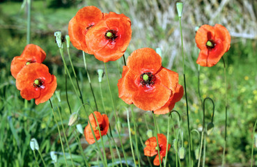 Obraz premium Papaver rhoeas, a species of flowering plant in the poppy family