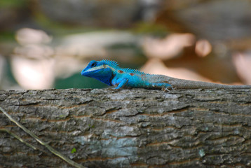Gonocephalus bellii