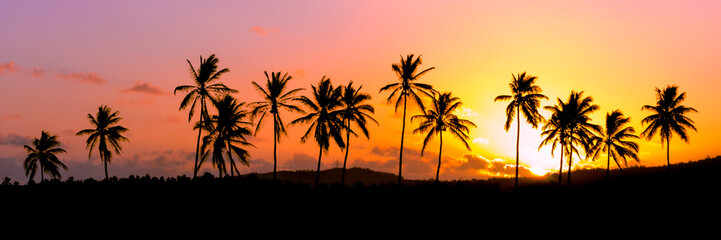 Lignée de cocotiers au coucher de soleil - Ile de la Réunion - 51400388