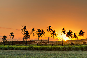 Lignée de cocotiers au coucher de soleil - Ile de la Réunion - 51400397