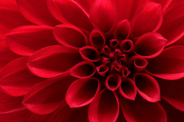 Close up van rode dahlia bloem