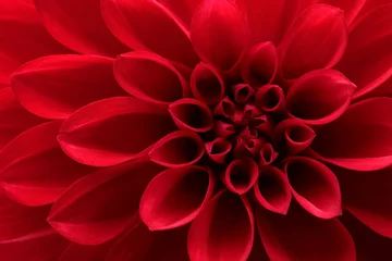 Foto op Aluminium Close up van rode dahlia bloem © Li Ding