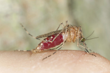 Mosquito sucking blood, macro photo