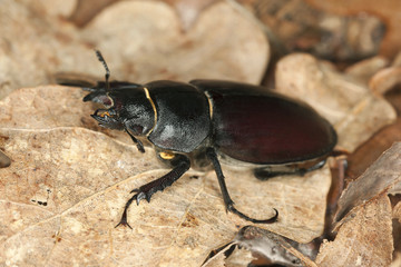 Stag beetle, Lucanus cervus among oak leaves, macro photo