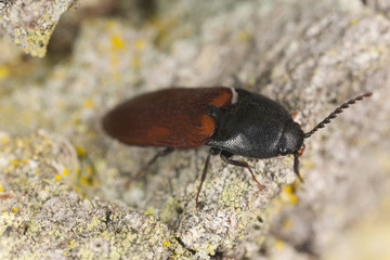 Click beetle, Ampedus hjorti on oak, macro photo
