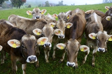 Allgäuer Braunvieh