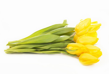 Yellow tulips isolated on the white