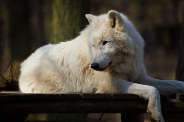 Obraz na płótnie Canvas Polarwolf oder Weißwolf (Canis lupus arctos)