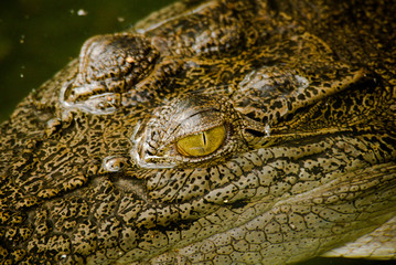 Closeup of a crocodile