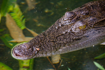 Closeup of a crocodile