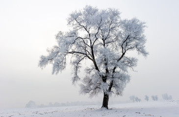 Fototapeta na wymiar Trees in frost and landscape in snow