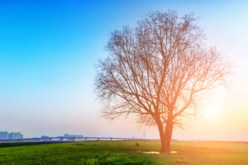 tree silhouette at sunset