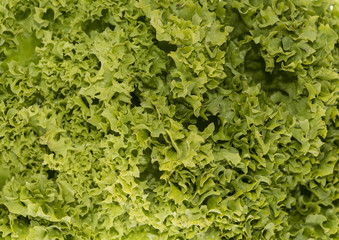 Fresh Lettuce (full screen background)
