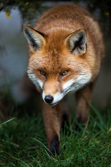 Fox