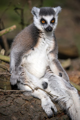 Lemur