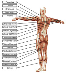 High resolution 3D human muscles anatomy - obrazy, fototapety, plakaty