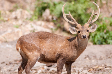 Whitetail deer