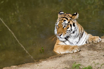 Tigre dans l'eau