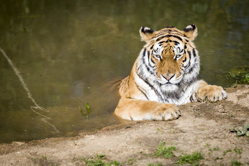 Tigre dans l'eau