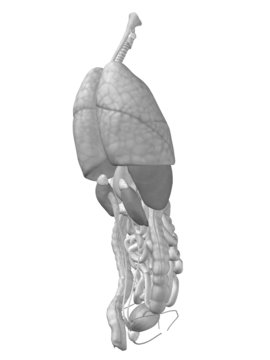 Conceptual human organs anatomy