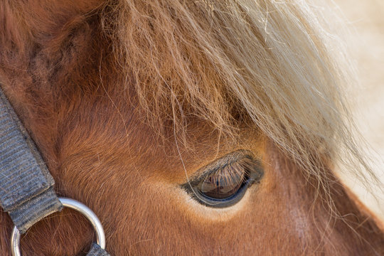 Shetland pony eye closeup