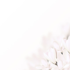 White flowers crocus