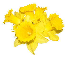Daffodil Flowers On White