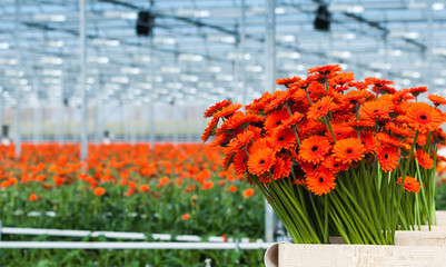 Just harvested orange colored Gerbera flowers in a Dutch flower © Ruud Morijn