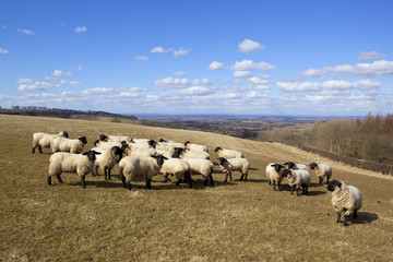 Fototapeta premium springtime sheep