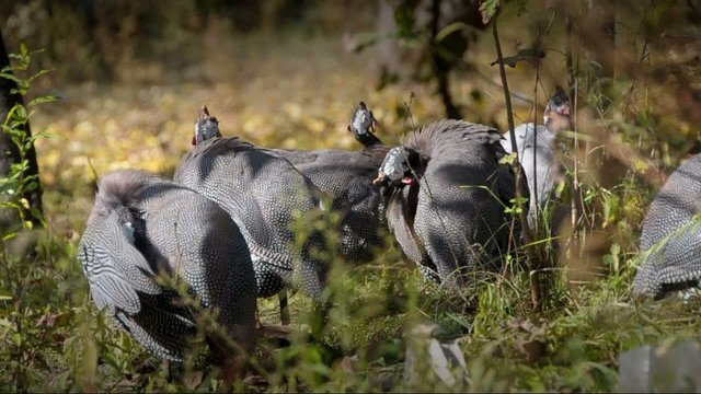 Guinea-fowl; Numida meleagris; South Africa
