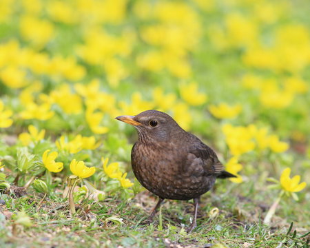 Amsel-35040b1