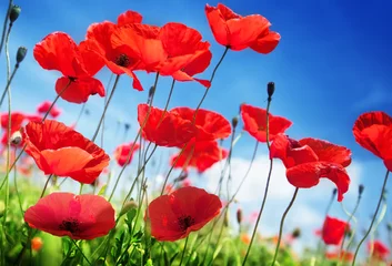 Fotobehang Klaprozen Poppy bloemen op veld en zonnige dag