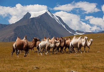 Herd camels against mountain. Altay mountains. Mongolia