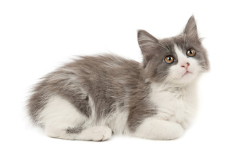 Grey and white kitten