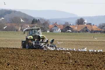 Fototapeta premium Möwen und Stare folgen einem pflügenden Traktor (Weserbergland)