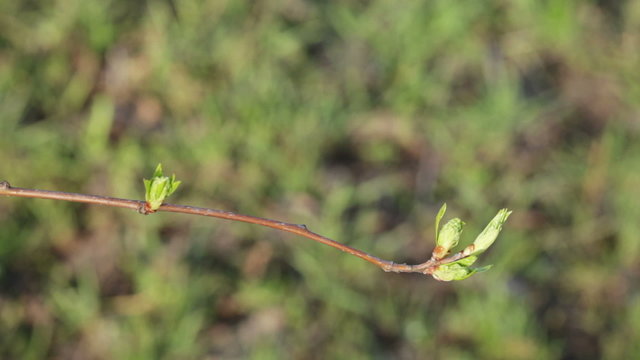 Branch of cherry on green grass