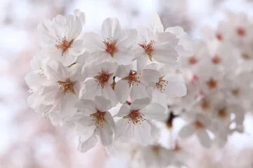 Crédence de cuisine en verre imprimé Macro Fleurs de cerisier