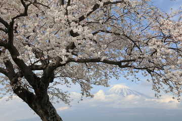 富士とサクラ