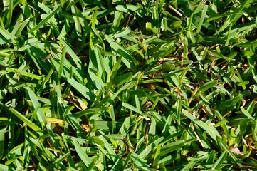 Mediterranean grass © Arena Photo UK