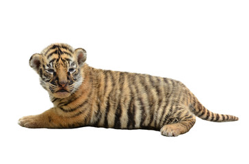 baby bengal tiger isolated