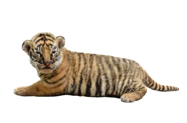 Papier Peint photo Lavable Tigre baby bengal tiger isolated