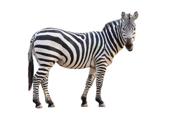 Foto op Canvas zebra geïsoleerd © anankkml