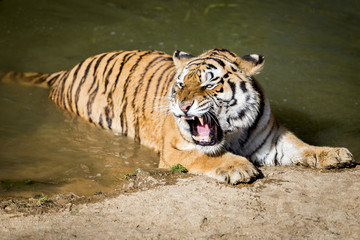Tigre qui rugit